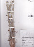  ( - AMM2338)  @11 [ ] No Rights Reserved  Unspecified Unspecified