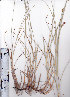  ( - AMM2994)  @11 [ ] No Rights Reserved  Unspecified Unspecified