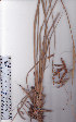  ( - AMM3681.2)  @11 [ ] No Rights Reserved  Unspecified Unspecified
