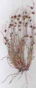  ( - AMM5697.1)  @11 [ ] No Rights Reserved  Unspecified Unspecified