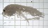 (Echinogammarus veneris - Bath_Aphr_Even_2_CYP13)  @11 [ ] CreativeCommons - Attribution Share-Alike (2021) Unspecified University of Lodz, Faculty of Biology and Environmental Protection