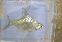  ( - MHP-H17)  @11 [ ] CreativeCommons - Attribution Non-Commercial Share-Alike (2016) Huy Duc Hoang University of Science Ho Chi Minh