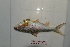  ( - O171012-4)  @11 [ ] CreativeCommons - Attribution Non-Commercial Share-Alike (2016) Huy Duc Hoang University of Science Ho Chi Minh