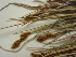  ( - TJD-529)  @11 [ ] CreativeCommons - Attribution Non-Commercial (2013) MT Marie-Victorin Herbarium