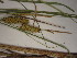  ( - TJD-526)  @11 [ ] CreativeCommons - Attribution Non-Commercial (2013) MT Marie-Victorin Herbarium