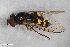  ( - ZFMK-TIS-2547374)  @11 [ ] CreativeCommons  Attribution Share-Alike (by-sa) 4.0 (2019) Unspecified Zoologisches Forschungsmuseum Alexander Koenig