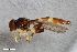  ( - ZFMK-TIS-2547382)  @11 [ ] CreativeCommons  Attribution Share-Alike (by-sa) 4.0 (2019) Unspecified Zoologisches Forschungsmuseum Alexander Koenig