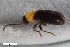  ( - ZFMK-TIS-2547393)  @11 [ ] CreativeCommons  Attribution Share-Alike (by-sa) 4.0 (2019) Unspecified Zoologisches Forschungsmuseum Alexander Koenig
