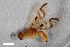 ( - ZFMK-TIS-2547395)  @11 [ ] CreativeCommons  Attribution Share-Alike (by-sa) 4.0 (2019) Unspecified Zoologisches Forschungsmuseum Alexander Koenig