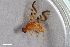  ( - ZFMK-TIS-2547396)  @11 [ ] CreativeCommons  Attribution Share-Alike (by-sa) 4.0 (2019) Unspecified Zoologisches Forschungsmuseum Alexander Koenig