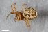  ( - ZFMK-TIS-8008104)  @11 [ ] CreativeCommons  Attribution Share-Alike (by-sa) 4.0 (2019) Unspecified Zoologisches Forschungsmuseum Alexander Koenig