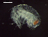  (Hyperioides - CZ000026_crustaceans_Hyperioides_sibaginis_99.7)  @11 [ ] Copyright (2020) Nancy F. Mercado-Salas Senckenberg am Meer