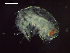  ( - CZ000026_crustaceans_Hyperioides_sibaginis_99.7)  @11 [ ] Copyright (2020) Nancy F. Mercado-Salas Senckenberg am Meer