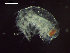  ( - CZ000026_crustaceans_Hyperioides_sibaginis_99.7)  @11 [ ] Copyright (2020) Nancy F. Mercado-Salas Senckenberg am Meer