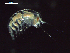  ( - CZ000029_crustaceans_Hyperietta_vosseleri_96.4)  @11 [ ] Copyright (2020) Nancy F. Mercado-Salas Senckenberg am Meer