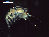  ( - CZ000029_crustaceans_Hyperietta_vosseleri_96.4)  @11 [ ] Copyright (2020) Nancy F. Mercado-Salas Senckenberg am Meer