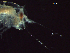  (Hyperietta - CZ000029_crustaceans_Hyperietta_vosseleri_96.4)  @11 [ ] Copyright (2020) Nancy F. Mercado-Salas Senckenberg am Meer