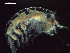  ( - CZ000029_crustaceans_Hyperietta_vosseleri_96.4)  @11 [ ] Copyright (2020) Nancy F. Mercado-Salas Senckenberg am Meer