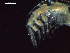  ( - CZ000029_crustaceans_Hyperietta_vosseleri_96.4)  @11 [ ] Copyright (2020) Nancy F. Mercado-Salas Senckenberg am Meer