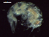  ( - CZ000031_crustaceans_Hyperietta_vosseleri_96.4)  @11 [ ] Copyright (2020) Nancy F. Mercado-Salas Senckenberg am Meer