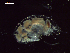  ( - CZ000033_crustaceans_Hyperietta_vosseleri_96.1)  @11 [ ] Copyright (2020) Nancy F. Mercado-Salas Senckenberg am Meer