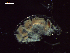  ( - CZ000033_crustaceans_Hyperietta_vosseleri_96.1)  @11 [ ] Copyright (2020) Nancy F. Mercado-Salas Senckenberg am Meer