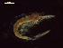  (Euphausia distinguenda - CZ000054_crustaceans_Euphausia_distinguenda_98.8)  @11 [ ] Copyright (2020) Nancy F. Mercado-Salas Senckenberg am Meer