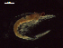  ( - CZ000054_crustaceans_Euphausia_distinguenda_98.8)  @11 [ ] Copyright (2020) Nancy F. Mercado-Salas Senckenberg am Meer