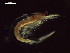  ( - CZ000054_crustaceans_Euphausia_distinguenda_98.8)  @11 [ ] Copyright (2020) Nancy F. Mercado-Salas Senckenberg am Meer