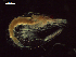  ( - CZ000055_crustaceans_Euphausia_distinguenda_98.8)  @11 [ ] Copyright (2020) Nancy F. Mercado-Salas Senckenberg am Meer