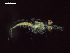  ( - CZ000057_crustaceans_Nematoscelis_gracilis_99.6)  @11 [ ] Copyright (2020) Nancy F. Mercado-Salas Senckenberg am Meer