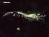  ( - CZ000058_crustaceans_Euphausia_diomedeae_100)  @11 [ ] Copyright (2020) Nancy F. Mercado-Salas Senckenberg am Meer