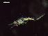  ( - CZ000059_crustaceans_Nematoscelis_gracilis_99.8)  @11 [ ] Copyright (2020) Nancy F. Mercado-Salas Senckenberg am Meer