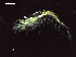  ( - CZ000060_crustaceans_Euphausia_diomedeae_100)  @11 [ ] Copyright (2020) Nancy F. Mercado-Salas Senckenberg am Meer