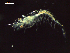  ( - CZ000060_crustaceans_Euphausia_diomedeae_100)  @11 [ ] Copyright (2020) Nancy F. Mercado-Salas Senckenberg am Meer