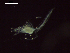  ( - CZ000061_crustaceans_Euphausia_distinguenda_99.2)  @11 [ ] Copyright (2020) Nancy F. Mercado-Salas Senckenberg am Meer