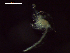  ( - CZ000063_crustaceans_Euphausia_diomedeae_100)  @11 [ ] Copyright (2020) Nancy F. Mercado-Salas Senckenberg am Meer