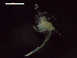  ( - CZ000063_crustaceans_Euphausia_diomedeae_100)  @11 [ ] Copyright (2020) Nancy F. Mercado-Salas Senckenberg am Meer