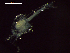  ( - CZ000064_crustaceans_Euphausia_diomedeae_100)  @11 [ ] Copyright (2020) Nancy F. Mercado-Salas Senckenberg am Meer