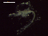  ( - CZ000065_crustaceans_Euphausia_distinguenda_99.0)  @11 [ ] Copyright (2020) Nancy F. Mercado-Salas Senckenberg am Meer