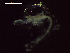  ( - CZ000065_crustaceans_Euphausia_distinguenda_99.0)  @11 [ ] Copyright (2020) Nancy F. Mercado-Salas Senckenberg am Meer