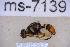  ( - UHIM.ms07139)  @11 [ ] BY-NC-ND (2023) University of Hawaii Insect Museum UHIM