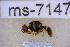  ( - UHIM.ms07147)  @11 [ ] BY-NC-ND (2023) University of Hawaii Insect Museum UHIM