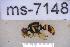  ( - UHIM.ms07148)  @11 [ ] BY-NC-ND (2023) University of Hawaii Insect Museum UHIM