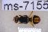  ( - UHIM.ms07155)  @11 [ ] BY-NC-ND (2023) University of Hawaii Insect Museum UHIM