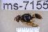  ( - UHIM.ms07155)  @11 [ ] BY-NC-ND (2023) University of Hawaii Insect Museum UHIM