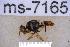  ( - UHIM.ms07165)  @11 [ ] BY-NC-ND (2023) University of Hawaii Insect Museum UHIM