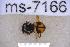  ( - UHIM.ms07166)  @11 [ ] BY-NC-ND (2023) University of Hawaii Insect Museum UHIM