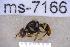  ( - UHIM.ms07166)  @11 [ ] BY-NC-ND (2023) University of Hawaii Insect Museum UHIM