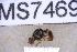  ( - UHIM.ms07469)  @11 [ ] BY-NC-ND (2023) University of Hawaii Insect Museum UHIM
